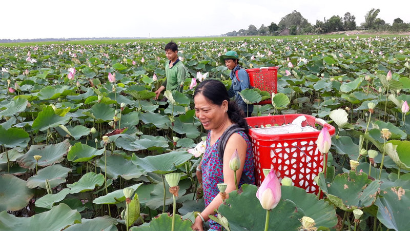 Bà Hồ Thị Phin đang thu hoach guong Sen.jpg